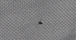 Lacoste Men’s Grey Polo Shirt Size 4 Casual