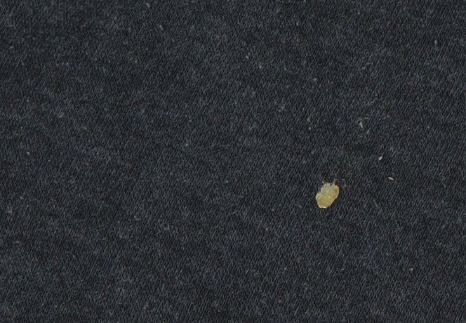 Lee Cooper Men's Black Jogger Trousers M