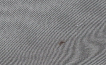 Burton Men's Beige Pleated Trousers, Size 34