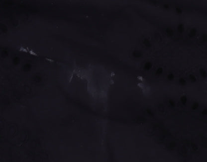 Next Women's Black Dress Size 16