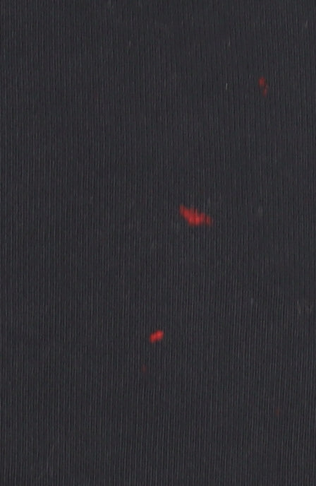 Nike Men's Black Polo Shirt - Medium, Football Theme